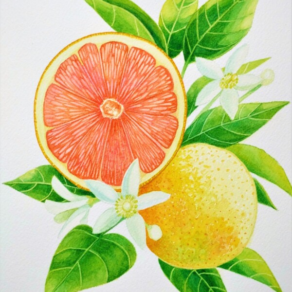 「Grapefruit」