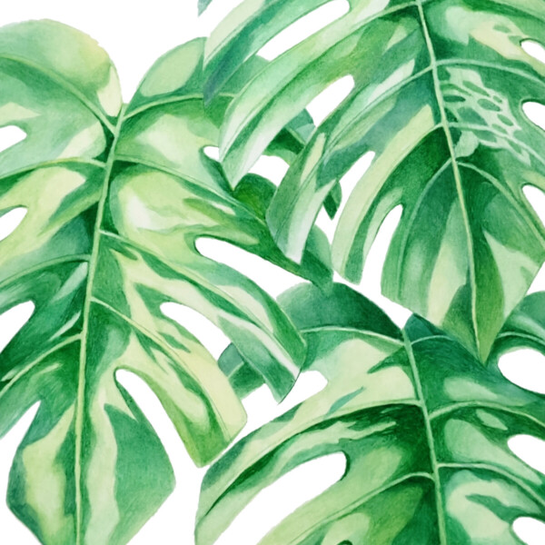 「Monstera Ⅱ」