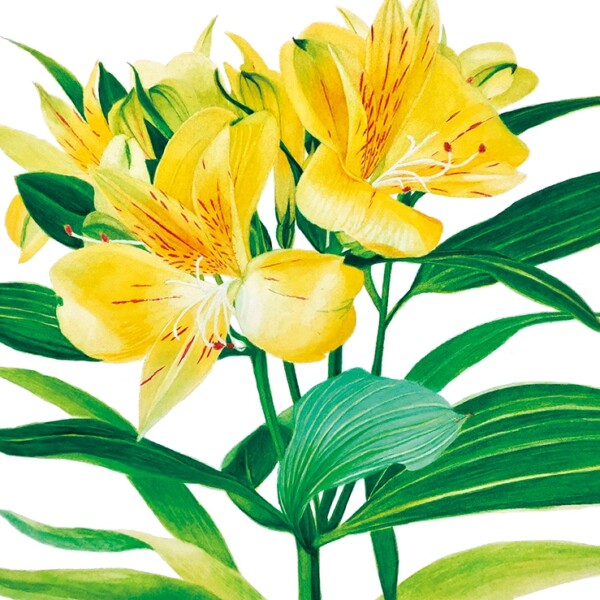 「Alstroemeria-Yellow-」