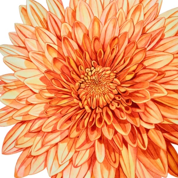 「Dahlia-orange-」 