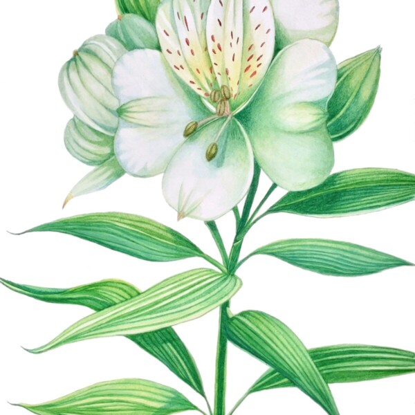 「Alstroemeria-white-」